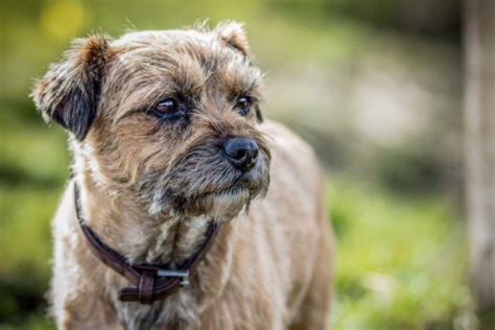 Are All Wire Haired Dogs Hypoallergenic