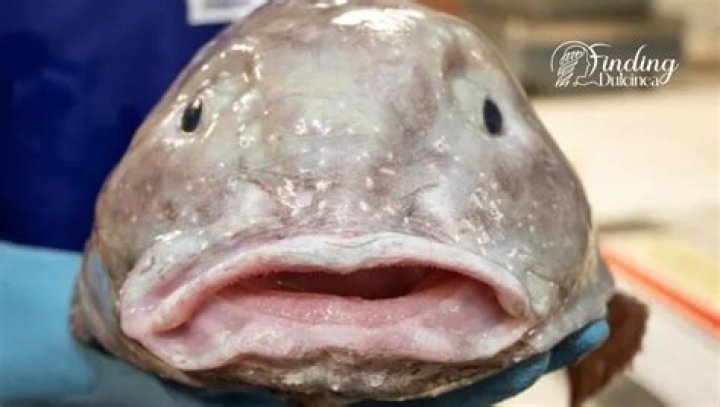 Are Blob Fishes Asexual