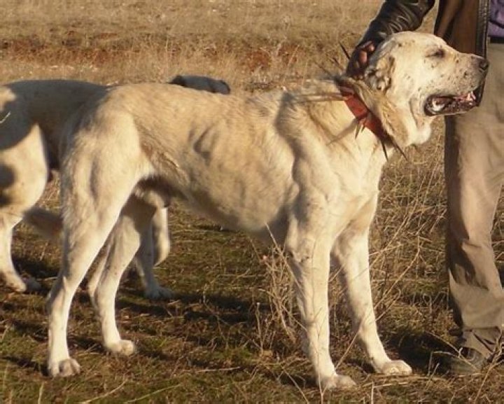 Are Boz Shepherds Fighting Dog
