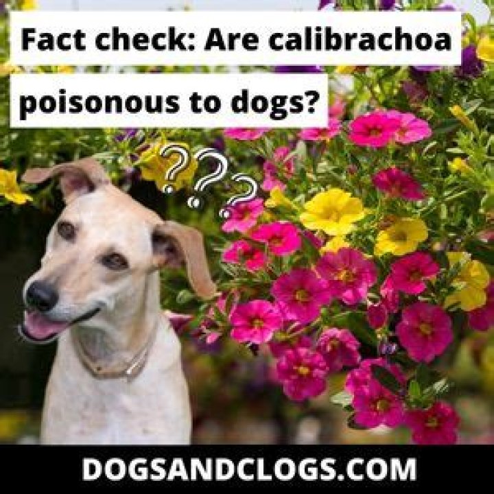 Are Calibrachoa Poisonous To Dogs