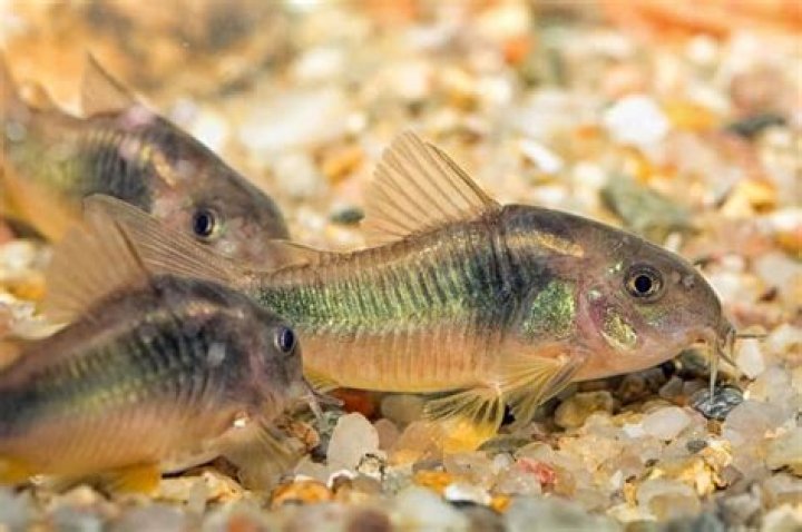 Are Cory Cats Cold Water Fish