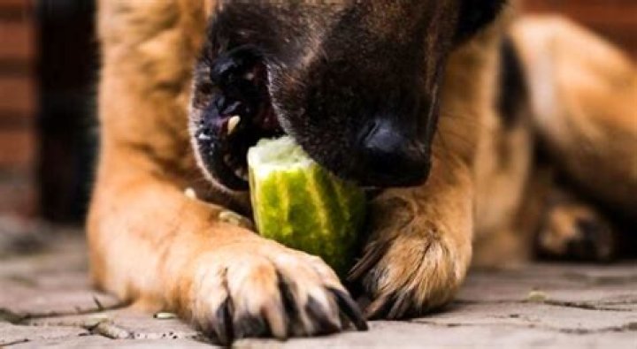 Are Cucumbers Bad For Dogs To Eat