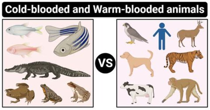 Are Fish And Birds Cold Blooded