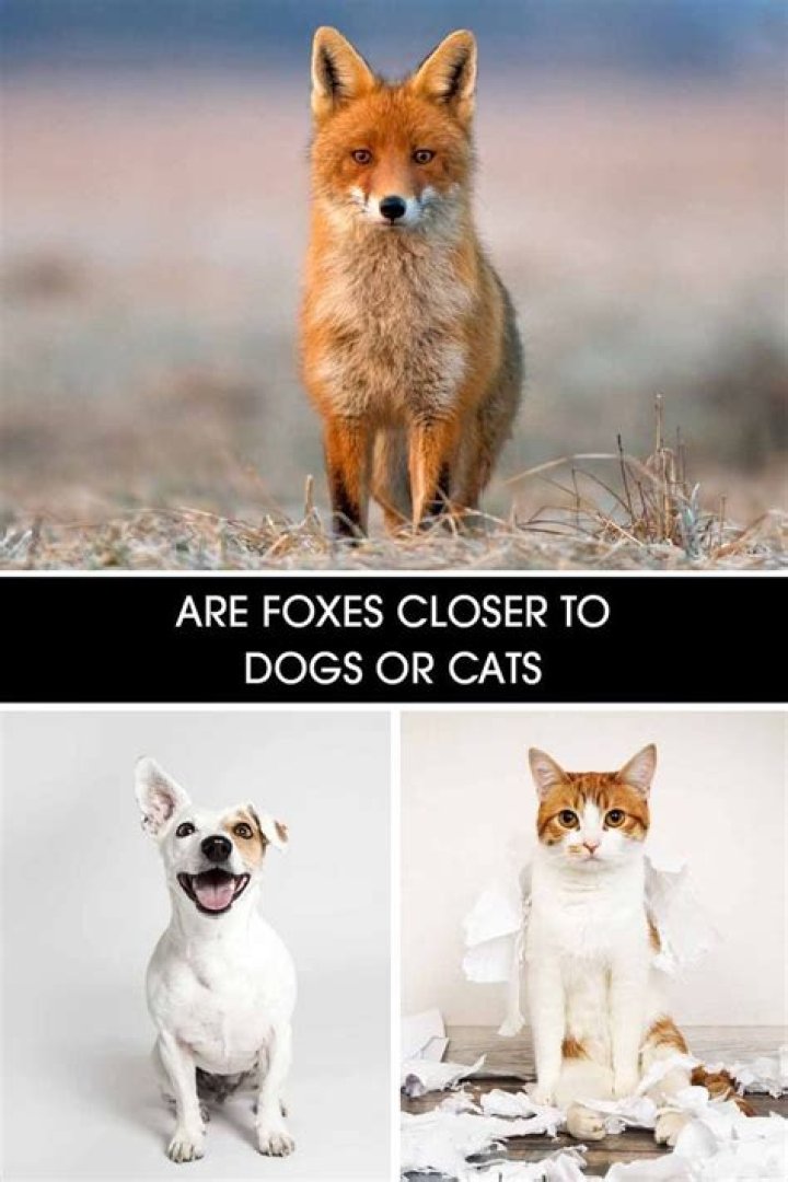 Are Fox Closer Related To Dogs Or Cats