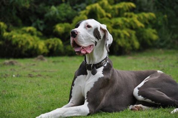 Are Great Danes Good Outside Dogs