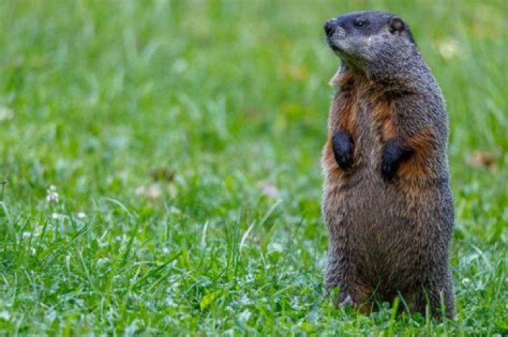 Are Groundhogs Dangerous To Dogs