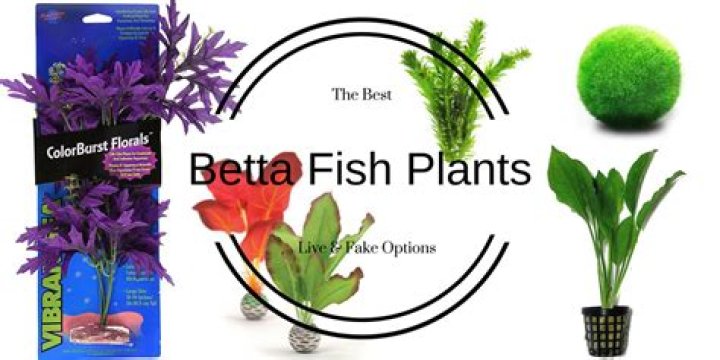 Are Lilies Safe For Betta Fish