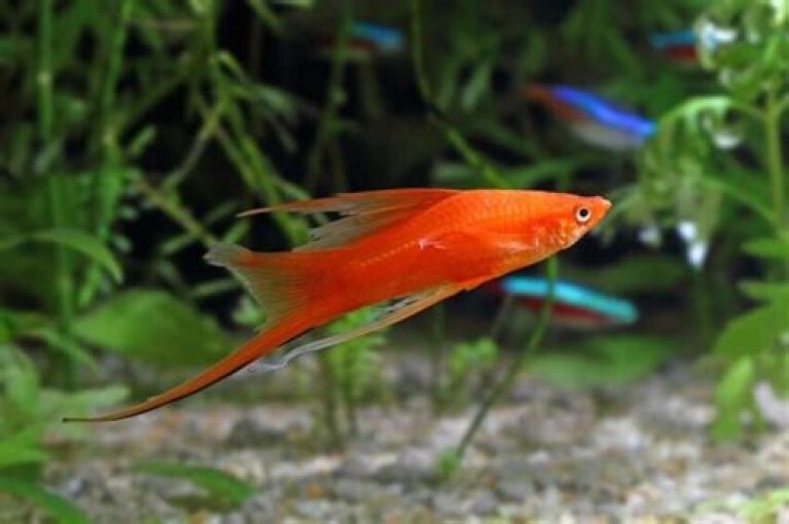 Are Male Swordtail Fish Aggressive