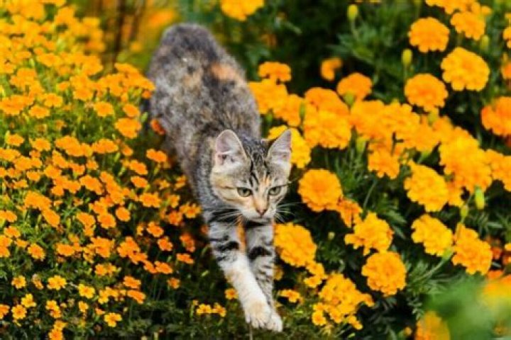 Are Marigolds Toxic To Cats And Dogs