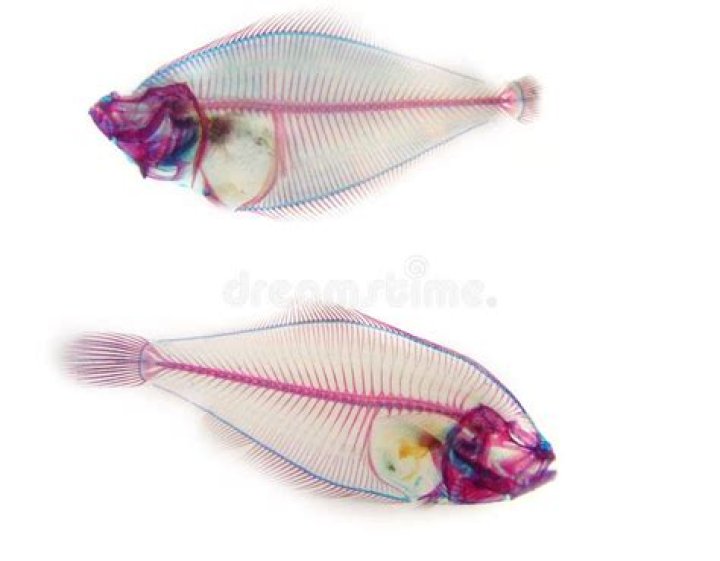 Are Ray Fish Skeleton