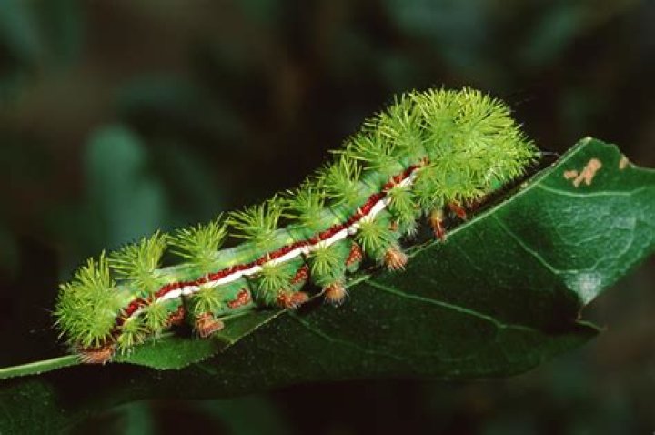 Are Tent Caterpillar Toxic