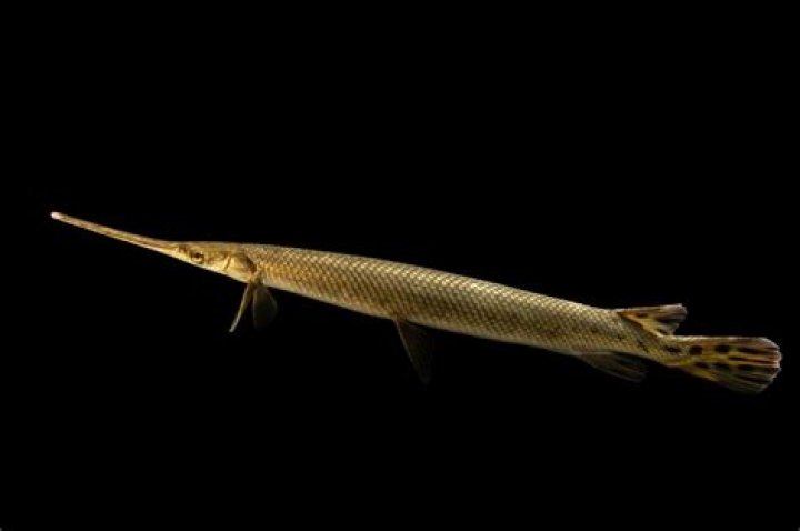 Are There Alligator Gar Fish In Michigan