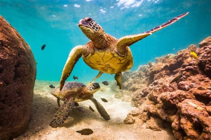 Are Turtles Considered Fish
