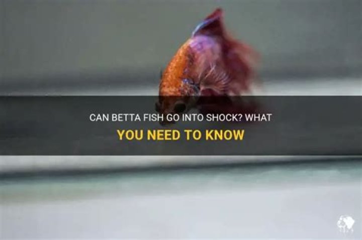 Can Betta Fish Go Into Shock