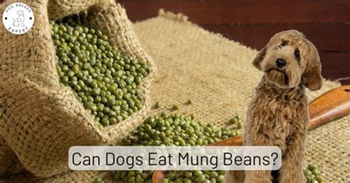 Can Dogs Eat Mung Beans