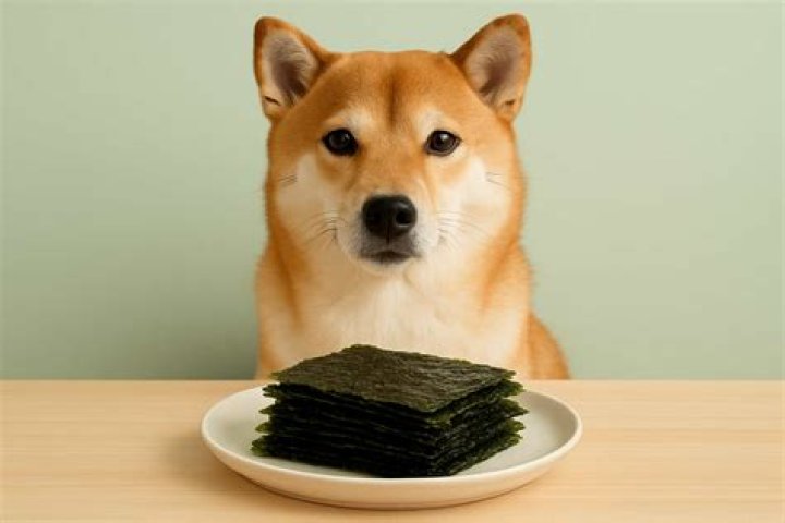 Can Dogs Eat Seaweed Snacks