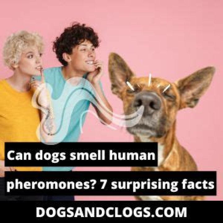 Can Dogs Smell Human Pheromones