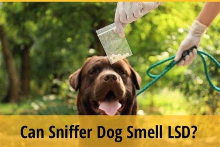 Can Dogs Smell Lsd
