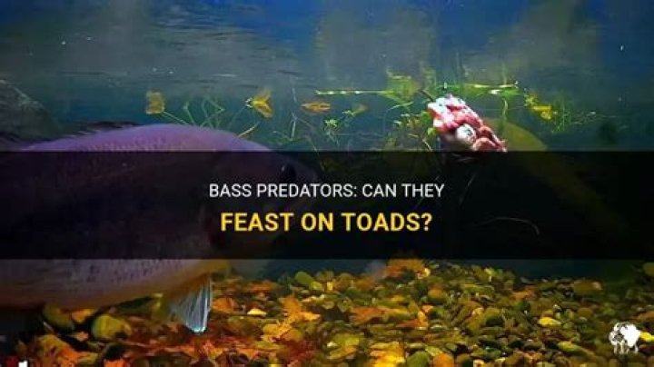 Can Fish Eat Toads
