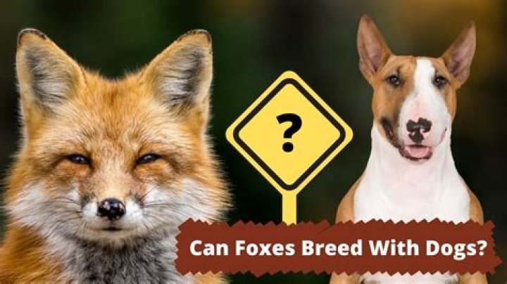 Can Foxes Breed With Dogs