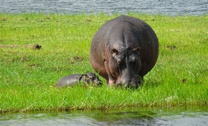Can Hippopotamus Eat Fish