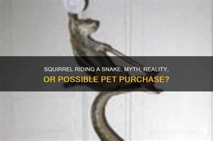 Can I Buy A Squirrel Riding A Snake