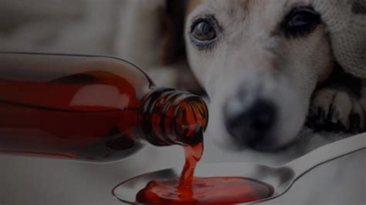 Can I Give My Dog Nyquil