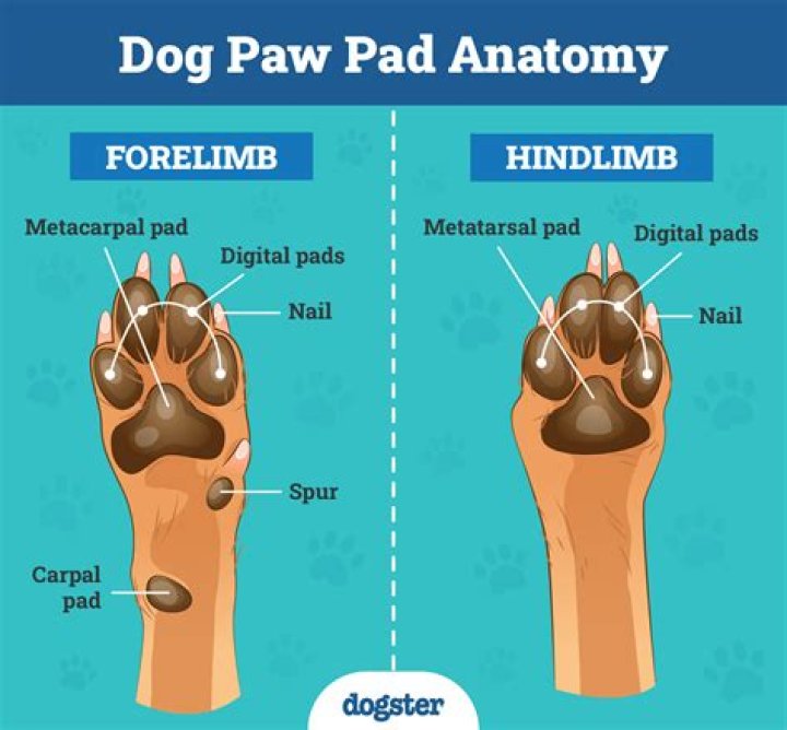 Can I Use Tucks Pads On My Dog