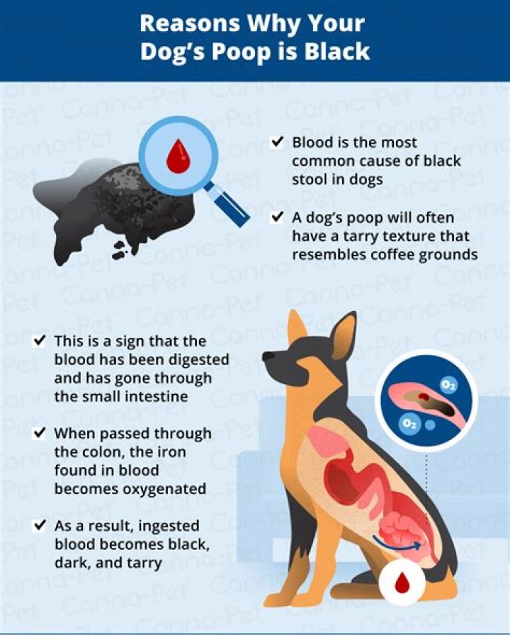 Can Kaopectate Cause Black Stool In Dogs