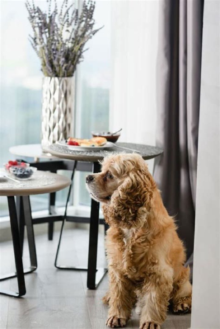 Can My Dog Eat Pancakes