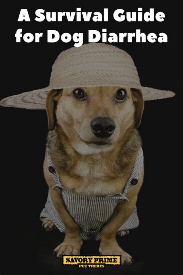 Can Rawhide Give A Dog Diarrhea