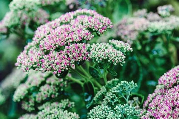 Can The Sedum Plant Make Our Dog Sick