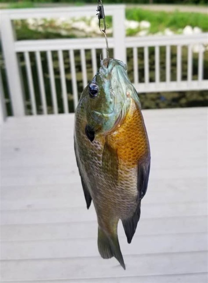 Can You Fish Without A License In Tennessee