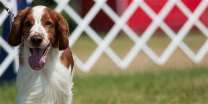 Can You Make Your Own Bloodline Of Dogs