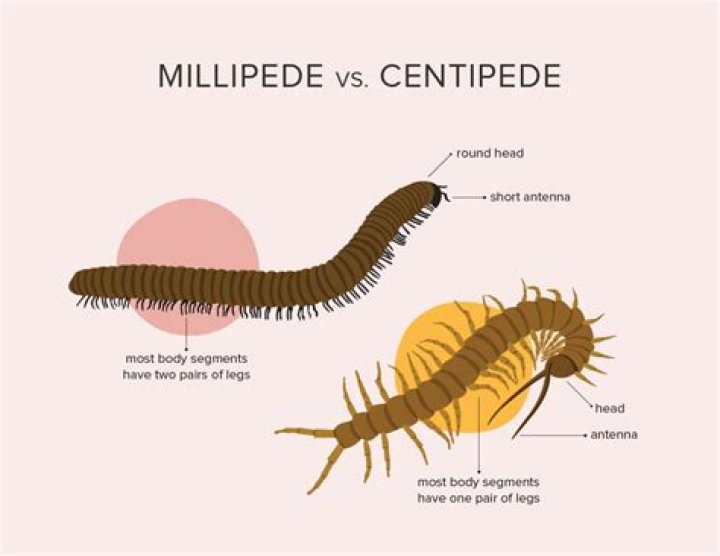 Centipedes vs Millipedes - How To Discuss