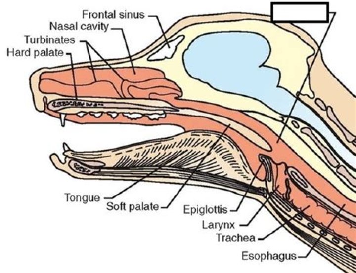 Do Cats And Dogs Have Tonsils