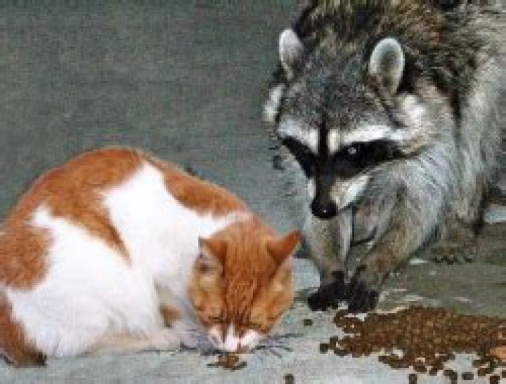 Do Raccoons Kill Cats And Dogs