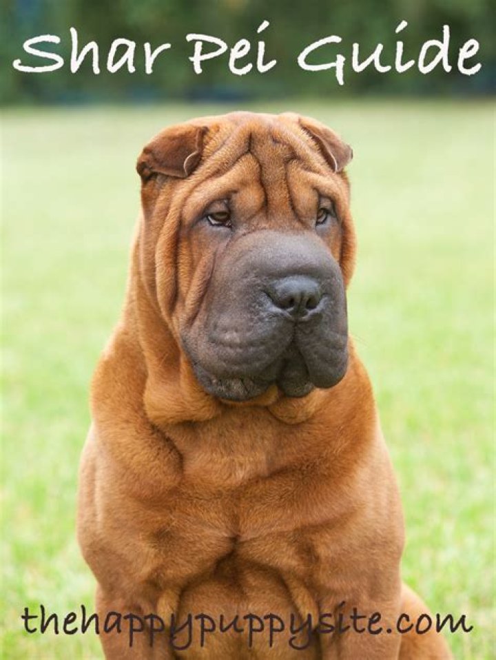 Do Shar Pei Dogs Make Good Pets