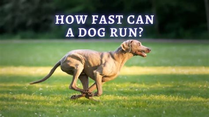 How Fast Can A Dog Run 100 Meters