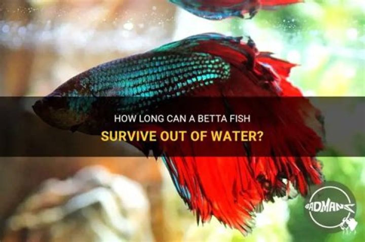 How Long Can A Betta Fish Live Out Of Water