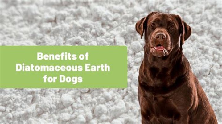 How Long Do I Leave Diatomaceous Earth On My Dog