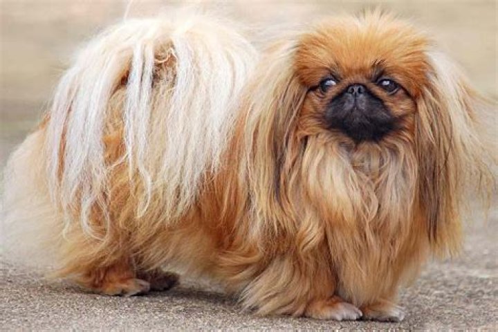 How Long Do Pekingese Dogs Live