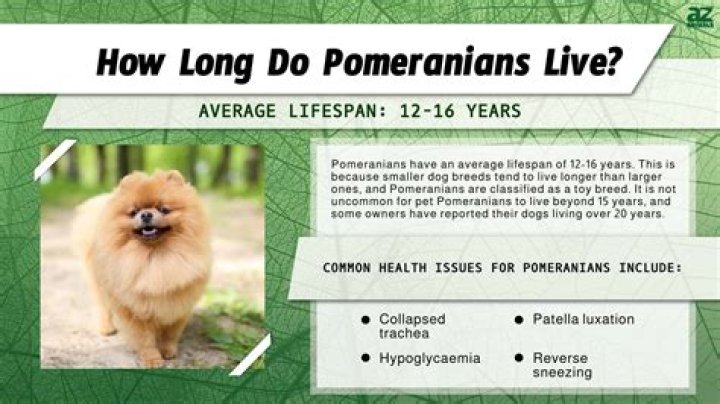 How Long Do Pomeranian Dogs Live For