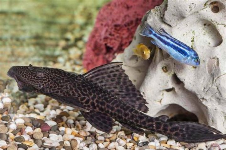 How Long Does A Plecostomus Fish Live