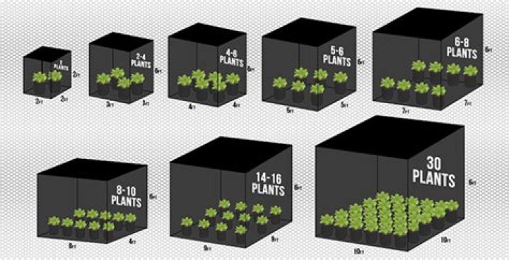 How Many Plants In A 5X5 Tent