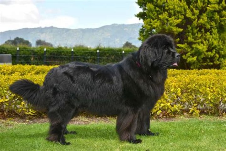 How Much Does A Full Grown Newfoundland Dog Weight