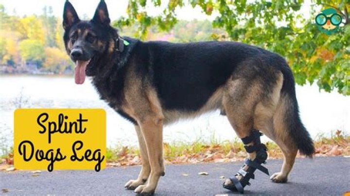 How Much Does It Cost For A Dog’s Broken Leg