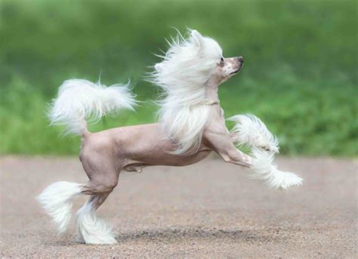 How Much Is A Chinese Crested Dog Worth