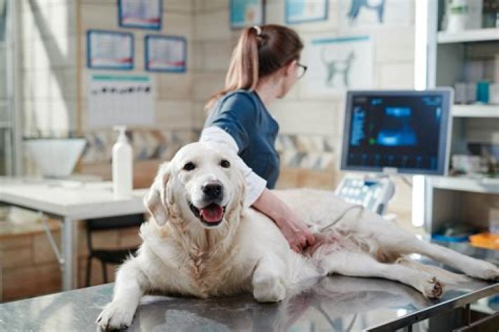 How Much Is Dog Ultrasound In Philippines