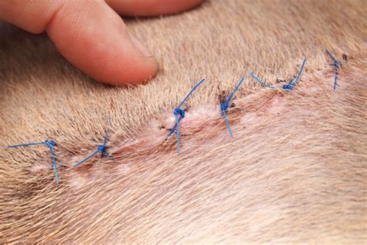 How Much To Get Dog Stitches Removed